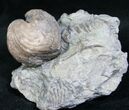 Platystrophia Brachiopod Fossil From Kentucky #6617-1